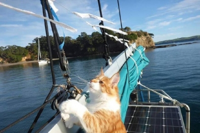又懒又宅的猫咪 竟也能成为＂伟大的旅行家＂