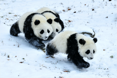 高铁直达的南国赏雪胜地神农架 绝美雪景不输东北