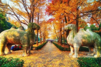 中国最浪漫的古都 感受一下满是梧桐树的城市